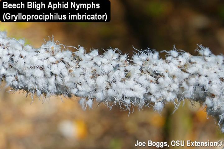 Beech Blight Aphids (Grylloprociphilus imbricator)